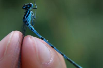 <i>Coenagrion puella</i>