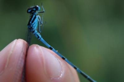 <i>Coenagrion puella</i>
