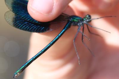 <i>Calopteryx splendens</i>
