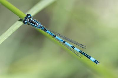 <i>Coenagrion mercuriale</i>