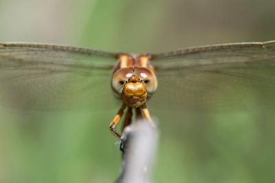 <i>Orthetrum coerulescens</i>