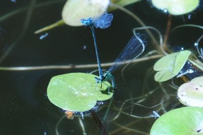 <i>Coenagrion puella</i>