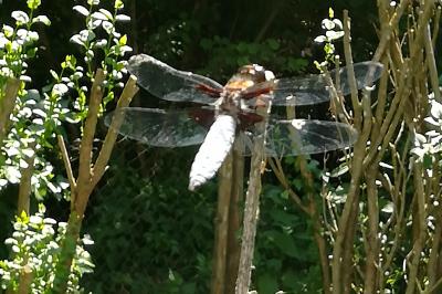 <i>Libellula depressa</i>