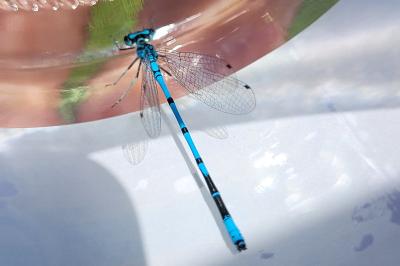 <i>Coenagrion puella</i>