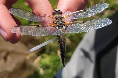 <i>Libellula quadrimaculata</i>