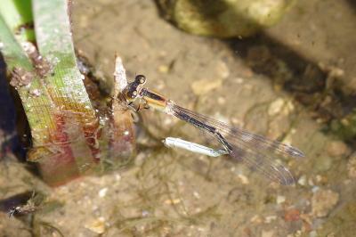 <i>Ischnura elegans</i>