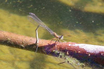 <i>Ischnura elegans</i>