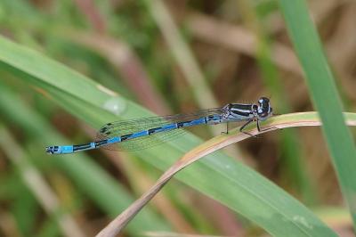 <i>Coenagrion mercuriale</i>
