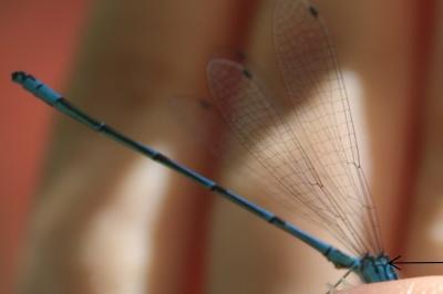 <i>Coenagrion puella</i>