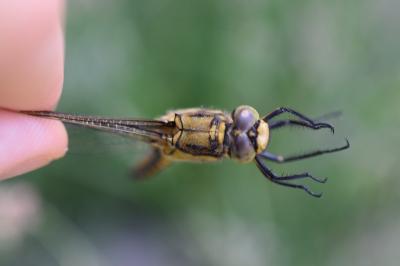 <i>Orthetrum cancellatum</i>