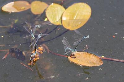 <i>Coenagrion scitulum</i>