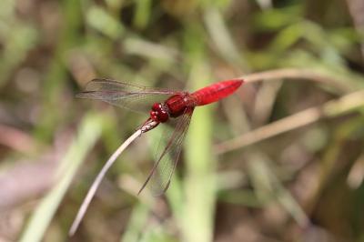 <i>Crocothemis erythraea</i>