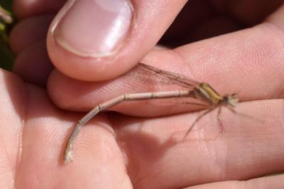 <i>Platycnemis pennipes</i>