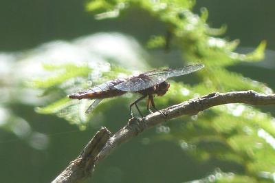 <i>Libellula depressa</i>