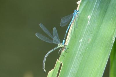 <i>Coenagrion puella</i>
