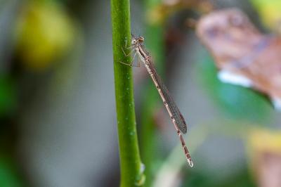 <i>Sympecma fusca</i>