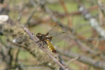 <i>Libellula depressa</i>