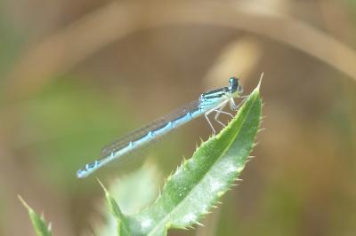 <i>Enallagma cyathigerum</i>