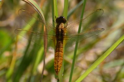 <i>Crocothemis erythraea</i>