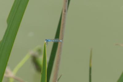 <i>Enallagma cyathigerum</i>