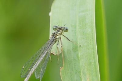 <i>Platycnemis pennipes</i>