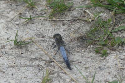 <i>Orthetrum cancellatum</i>