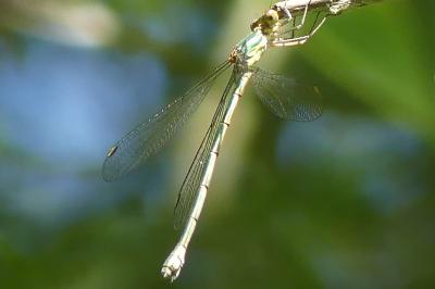 <i>Chalcolestes viridis</i>