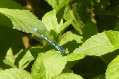 <i>Coenagrion mercuriale</i>