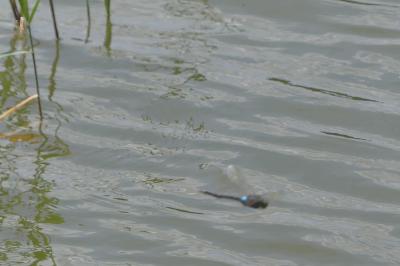 <i>Anax parthenope</i>