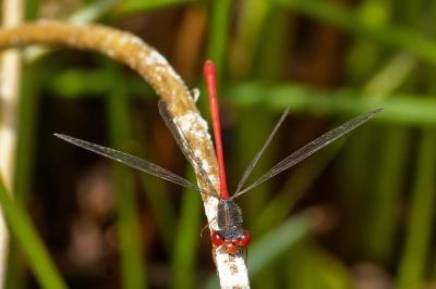 <i>Ceriagrion tenellum</i>