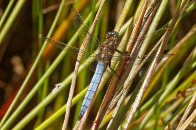 <i>Orthetrum coerulescens</i>