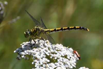 <i>Onychogomphus forcipatus</i>
