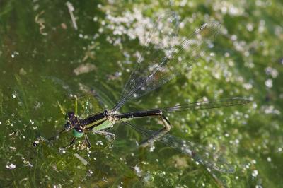 Ischnura elegans