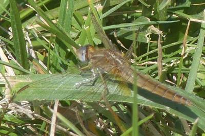 <i>Crocothemis erythraea</i>
