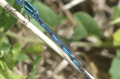 <i>Erythromma lindenii</i>