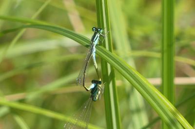 <i>Ischnura elegans</i>