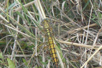 <i>Orthetrum cancellatum</i>