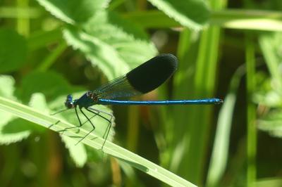 <i>Calopteryx splendens</i>