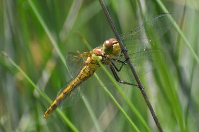 Sympetrum striolatum