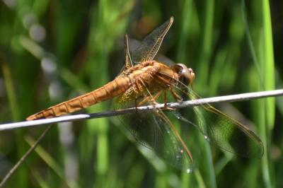 <i>Crocothemis erythraea</i>