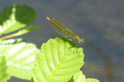 <i>Calopteryx splendens</i>