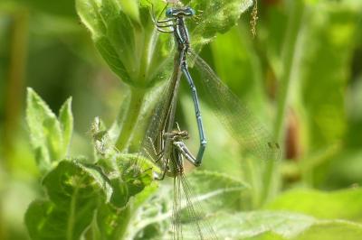 <i>Platycnemis pennipes</i>