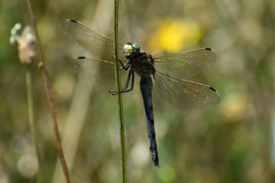 <i>Orthetrum albistylum</i>