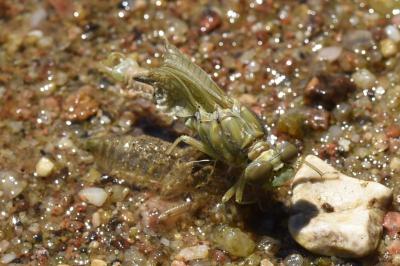 <i>Onychogomphus forcipatus</i>