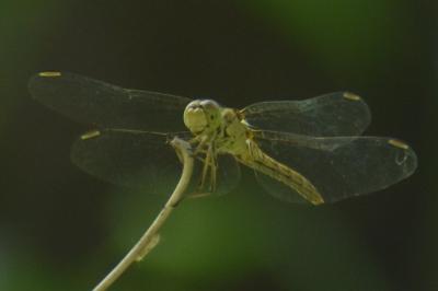 <i>Sympetrum meridionale</i>