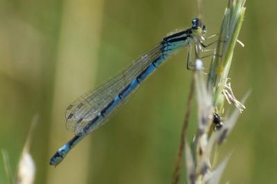 <i>Coenagrion scitulum</i>