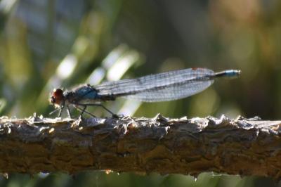 <i>Erythromma najas</i>