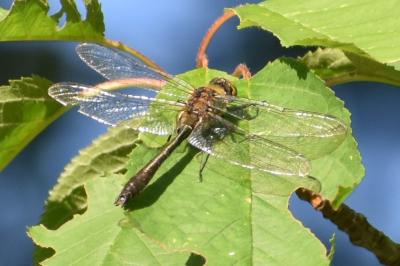 <i>Cordulia aenea</i>