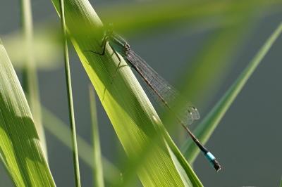 <i>Ischnura elegans</i>