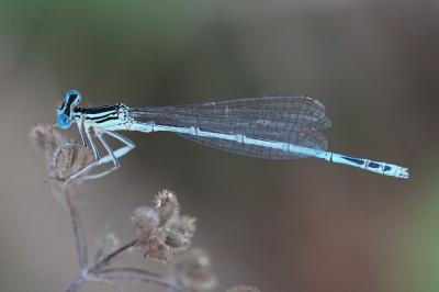 <i>Platycnemis pennipes</i>